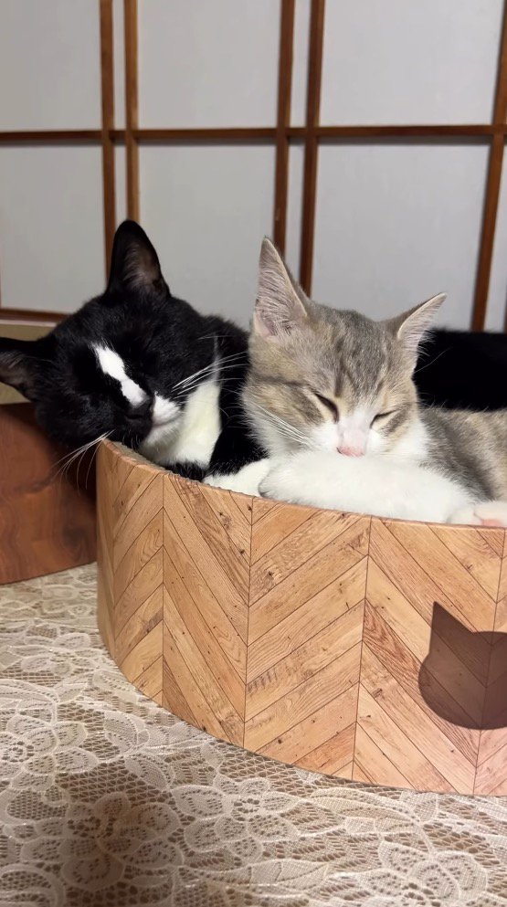 ベッドの上で体をくっつけて眠る2頭の猫