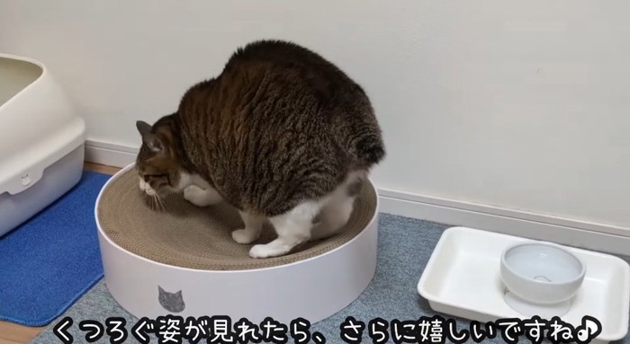 爪を研ぐ猫