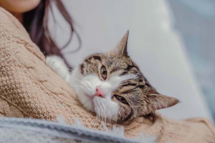 飼い主の腕に抱かれる猫