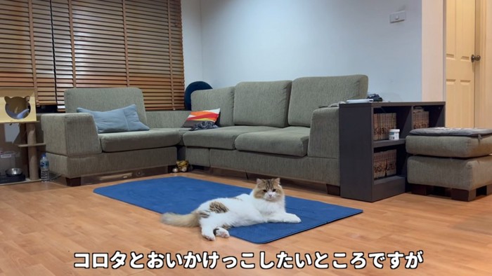 寝そべる猫