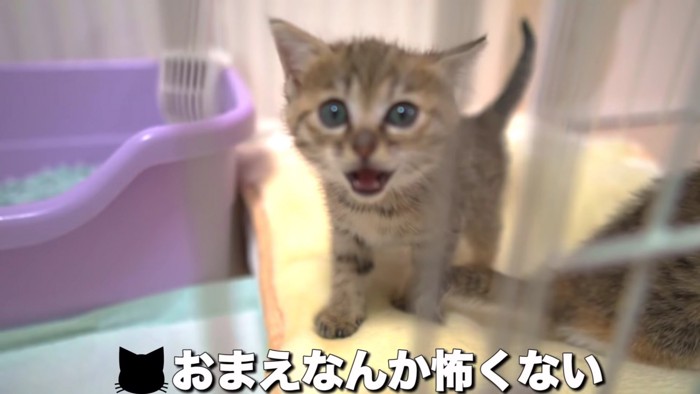 口を開けてこちらを見る子猫