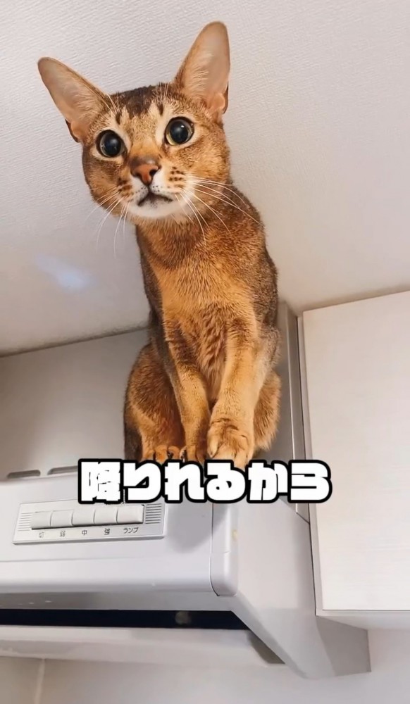 レンジフードの上の猫2