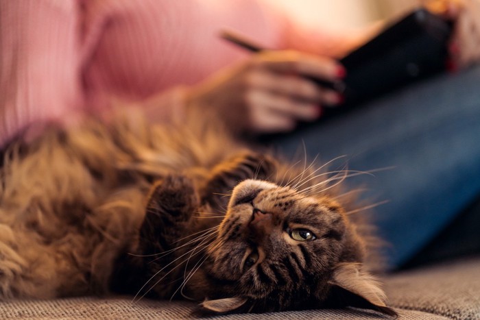 飼い主のそばで拗ねる猫