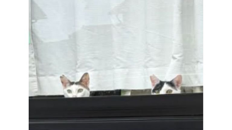 窓際にいる猫