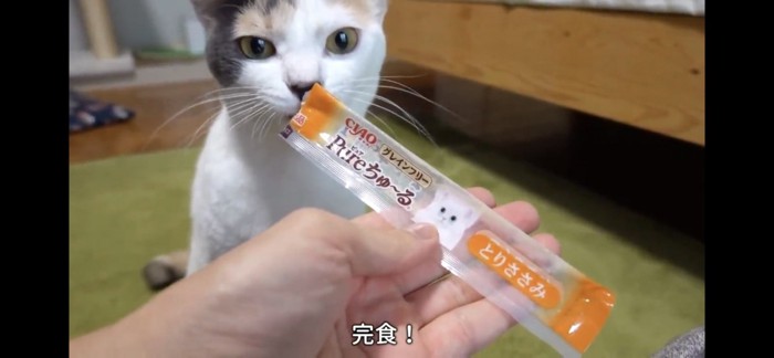 ちゅーるを完食する猫