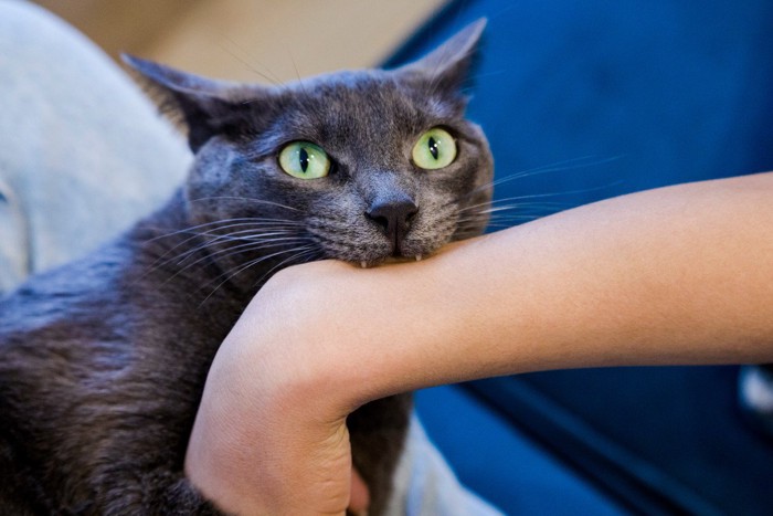 腕を甘噛みする猫