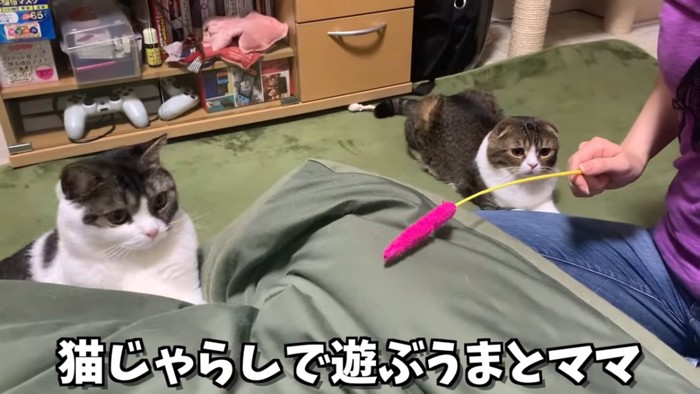 クッショにより掛かる猫とカーペットの上の猫