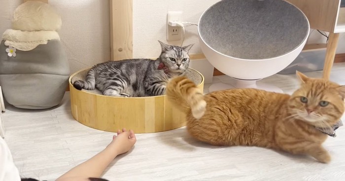 ベッドの中の猫