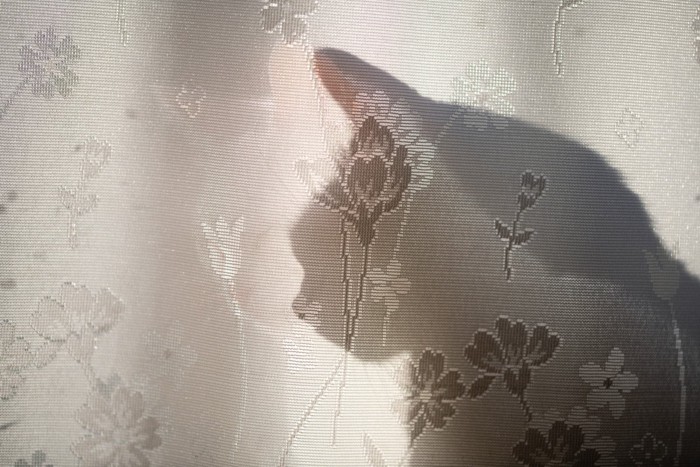 カーテン裏に潜む猫