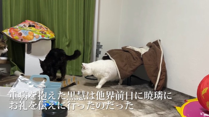 白部屋の中にいる猫と黒猫