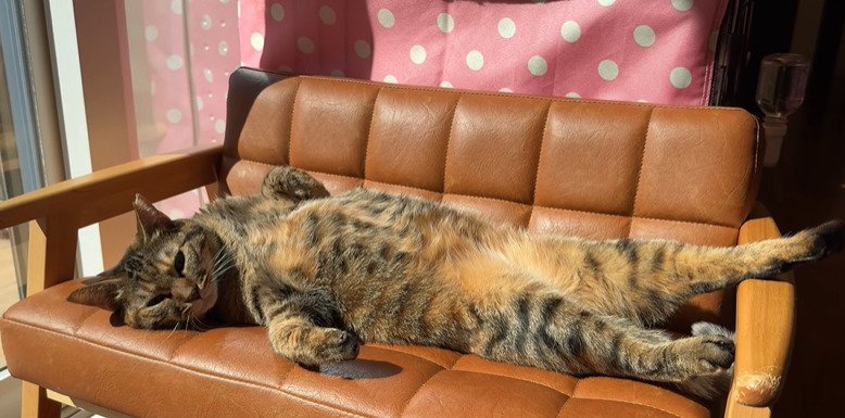 ソファに仰向けに寝る猫