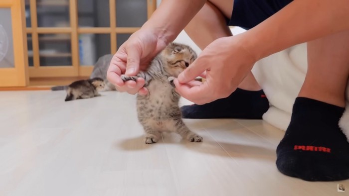 小さい子猫のフリフリが可愛過ぎました！