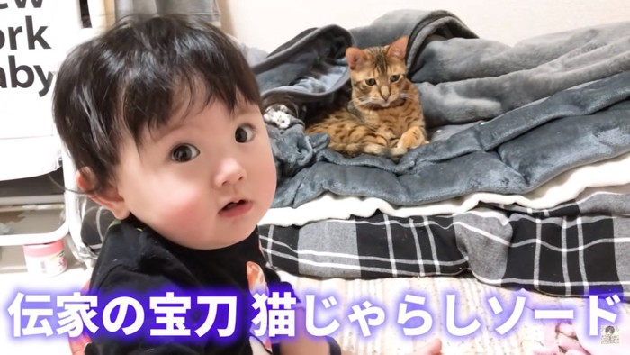 猫じゃらしを持ち出す