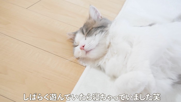 眠る猫