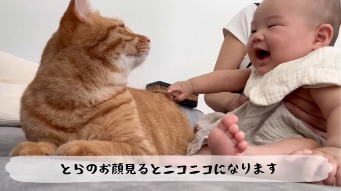 見合う猫と赤ちゃん