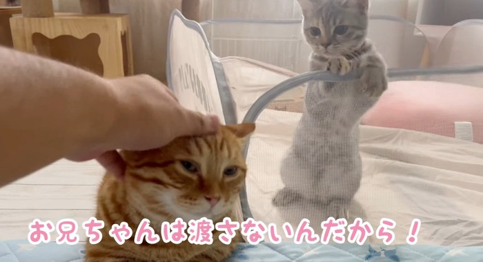 撫でられる猫