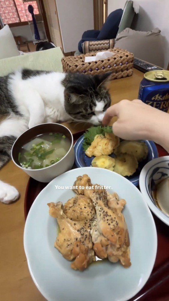 食卓で寝転がる猫