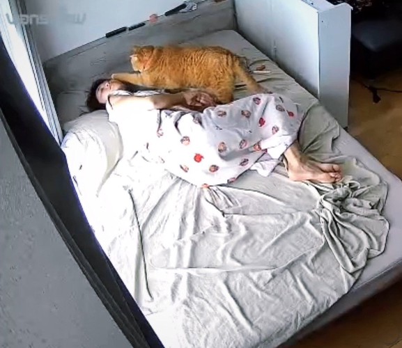飼い主の頭に前足で触れる猫
