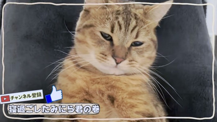 飼い主さんの上に座って眠そうな表情