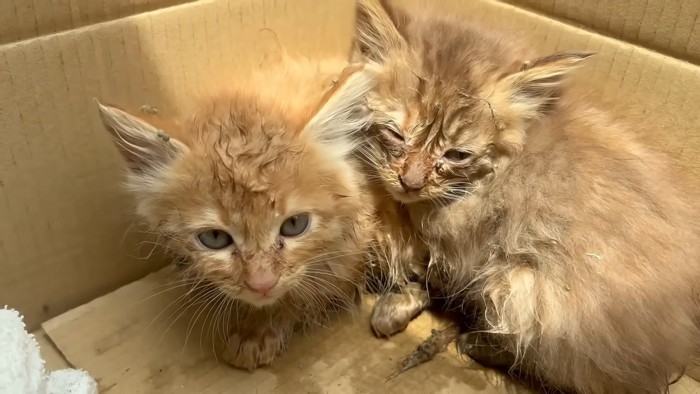 くっついている2匹の子猫