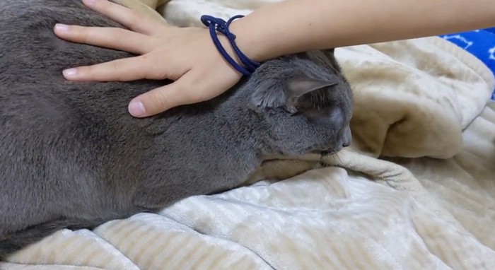 背中を撫でられる猫