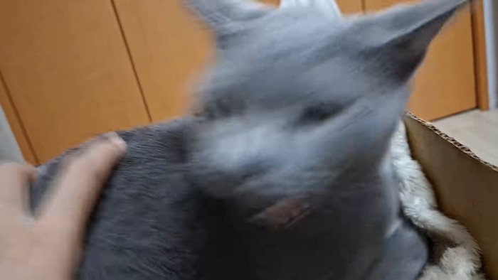 ブレた姿