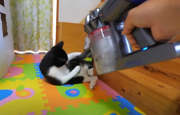 お腹を吸う掃除機に抱きつこうとする猫