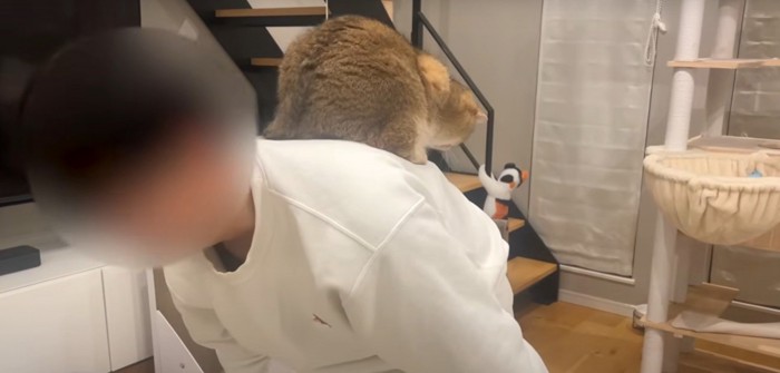 後ろ向きに背中に乗る猫