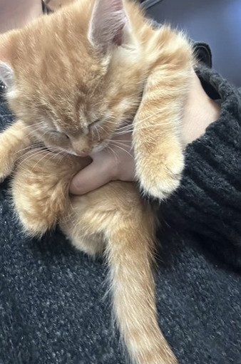 抱っこされ眠る子猫