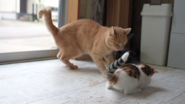 向かい合う子猫と茶トラ