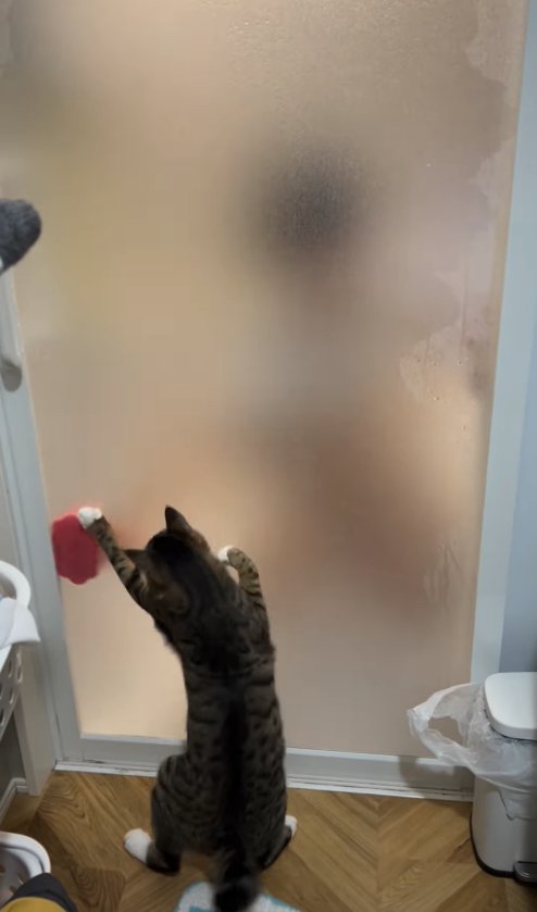 左側にあるスポンジにドア越しに触っている猫