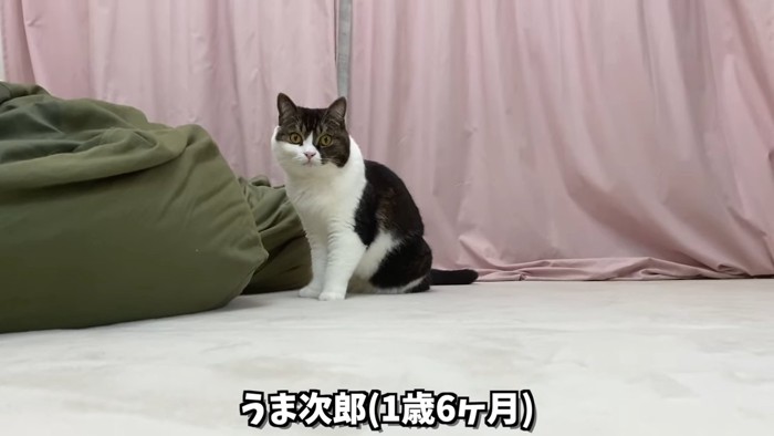 おすわりする猫