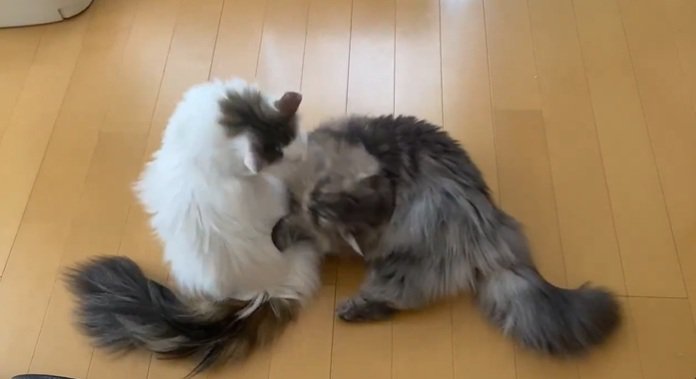 ニャンプロ