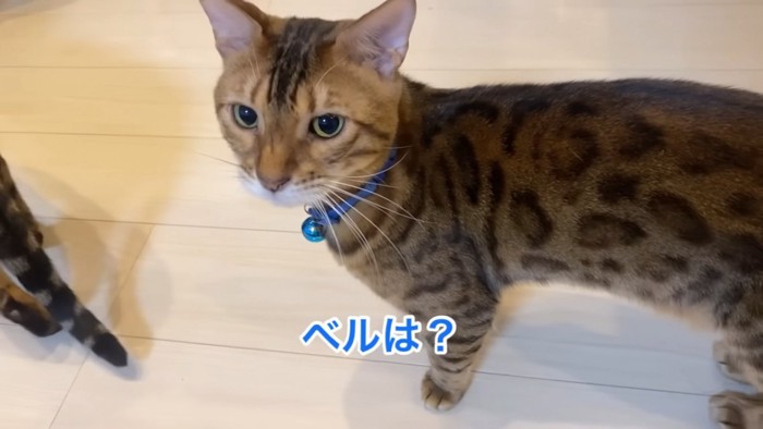 立っている猫