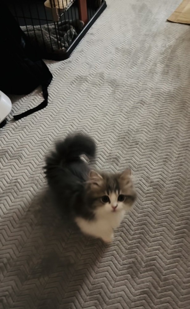 ママさんの呼び掛けに返事する子猫