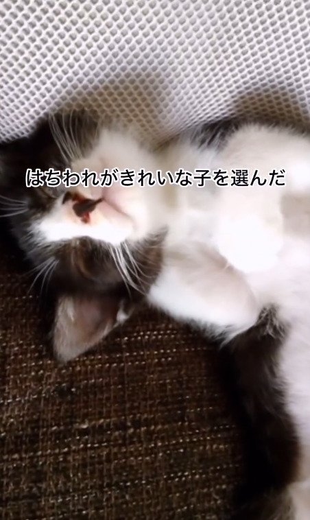 横になる猫