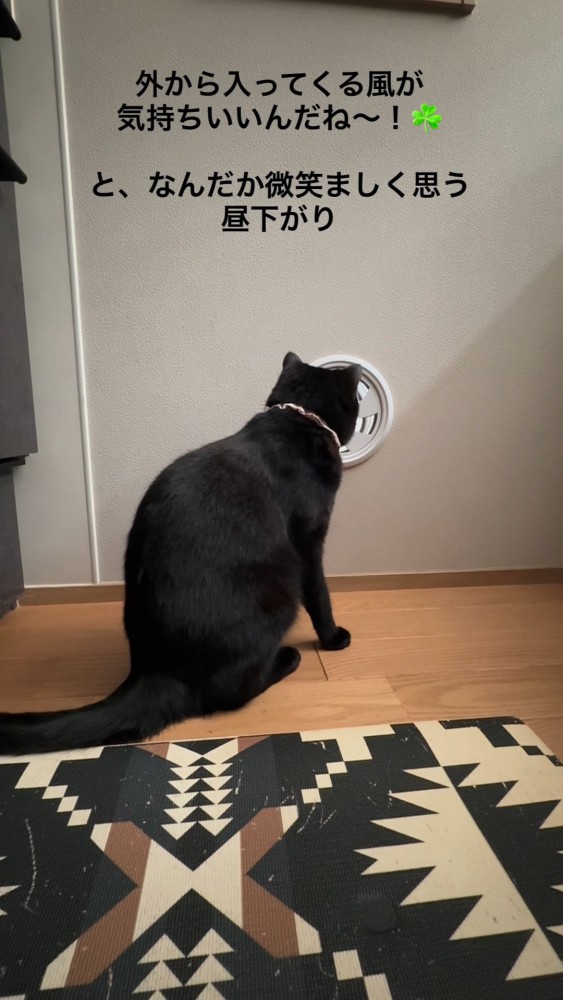 換気口を見ている猫の後ろ姿