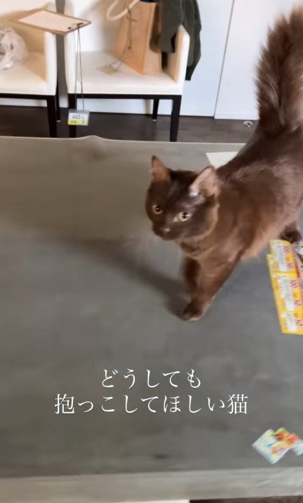 テーブルの上を歩く猫