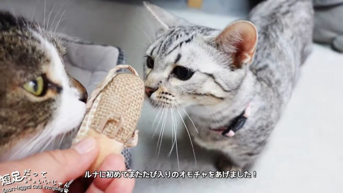 おもちゃに顔を近づける2匹の猫