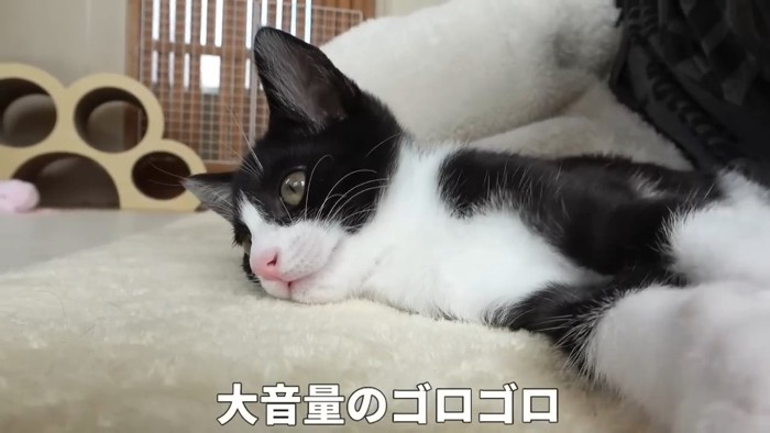 寝転がるハチワレの子猫