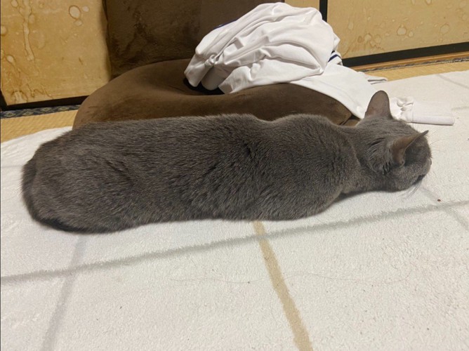 寝ている猫