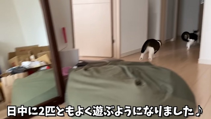 走り去る2匹の猫