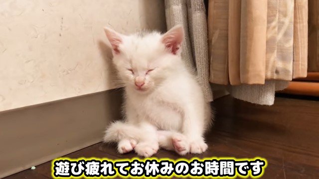 居眠りをする子猫