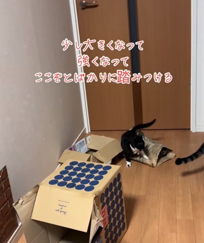 踏みつける猫