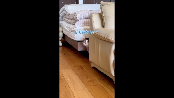 ぼく行かない?