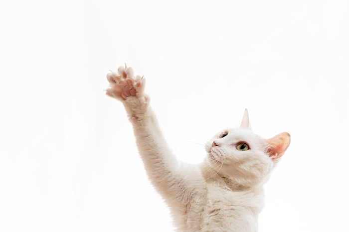 手を伸ばす猫