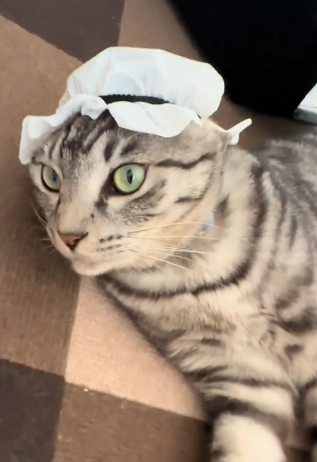帽子を被るファミマルちゃん