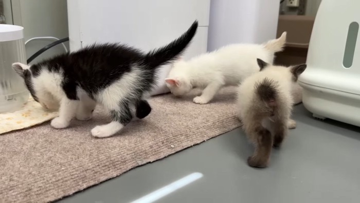 探検中