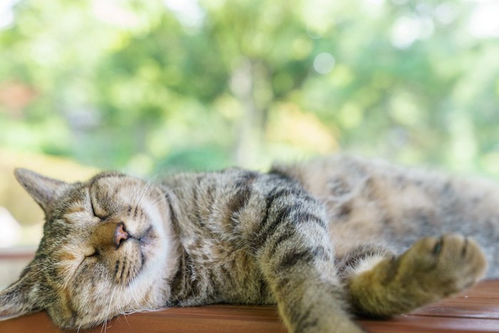 窓辺で昼寝をする猫