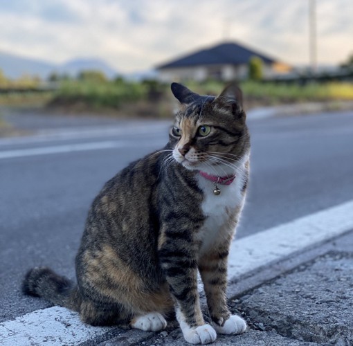 朝の散歩中の猫